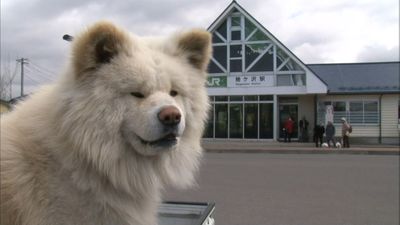 わさお 立てず ぶさかわ犬 に何が