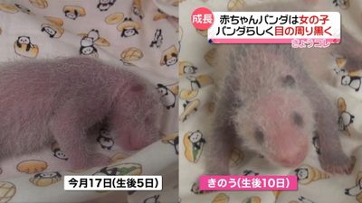 性別判明 赤ちゃんパンダ体長測定 映像