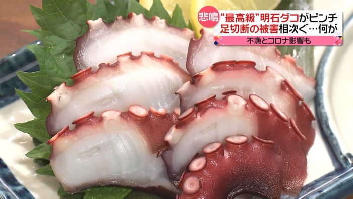 明石のマダコ“足切断”の被害…原因は人災