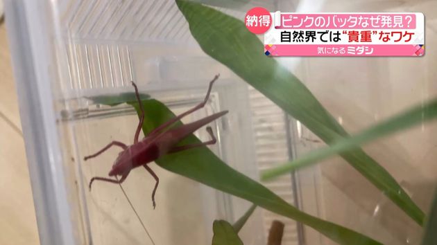 千葉県で 全身ピンク色 バッタ発見 なぜ 専門家に話を聞くと 千葉県で 全身ピンク色 バッタ発見 なぜ 専門家に話を聞くと