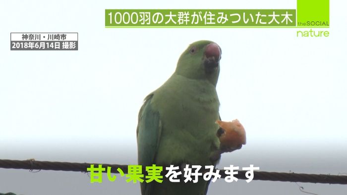 インコが大量発生…野生化したペットか?