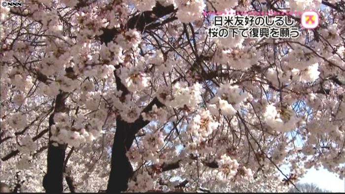 米・ワシントンで桜祭り 復興支援呼びかけ
