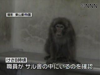動物園内のサルに接近 野生のサルを捕獲