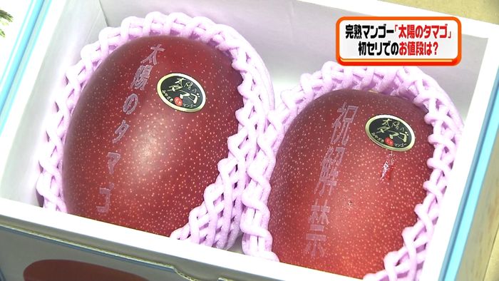 高級完熟マンゴー「太陽のタマゴ」販売解禁