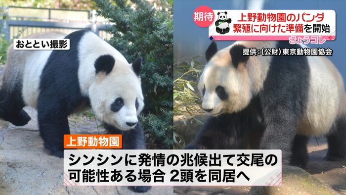 上野動物園のパンダ、繁殖に向けた準備開始
