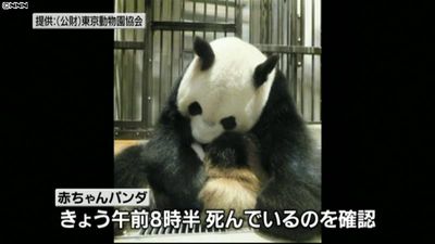 上野動物園の赤ちゃんパンダ死ぬ 肺炎で