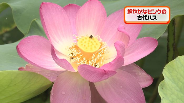 鮮やかな古代ハス咲き始める 新潟市