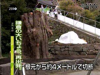 鶴岡八幡宮の大いちょう、植え替えられる