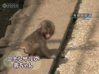 すくすく成長…ニホンザルの赤ちゃん 青森