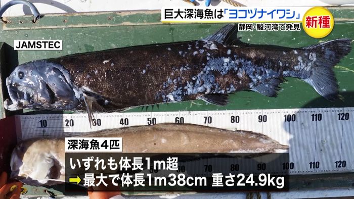 駿河湾の巨大深海魚は…「ヨコヅナイワシ」