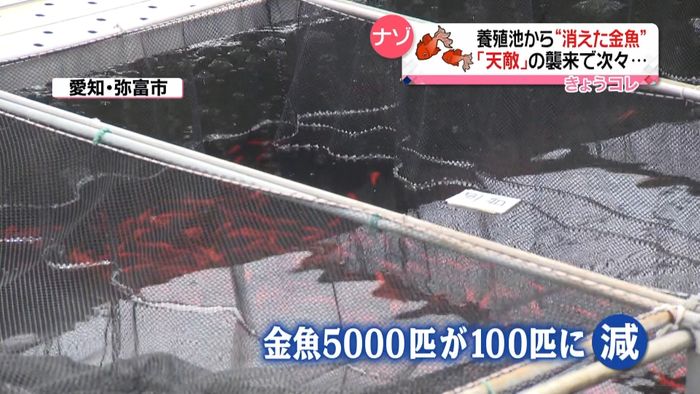 養殖池から消えた金魚「天敵」襲来で次々…