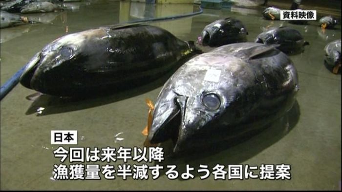 クロマグロ“幼魚の漁獲量半減”で合意