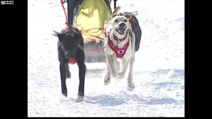 北海道の雪原を疾走“犬たちの甲子園”開催