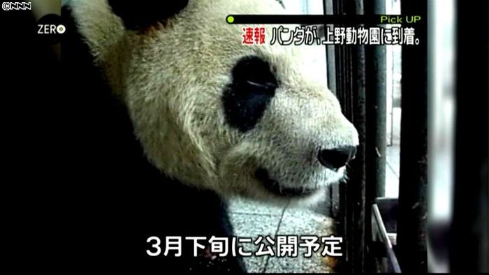 ２頭のジャイアントパンダ、上野動物園到着