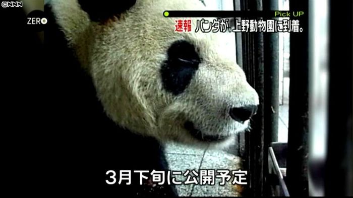 2頭のジャイアントパンダ、上野動物園到着