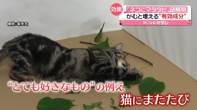 猫にまたたび の謎を 解明 葉をかむと有効成分の放出量が