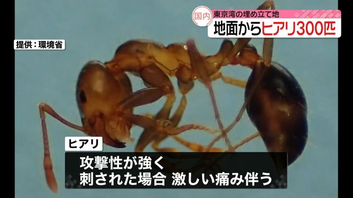 地面からヒアリ３００匹…東京湾埋め立て地