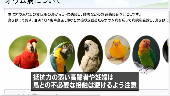 妊婦2人「オウム病」で死亡 国内で初確認