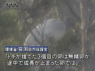トキのペア、3個目の卵を捨てる 新潟
