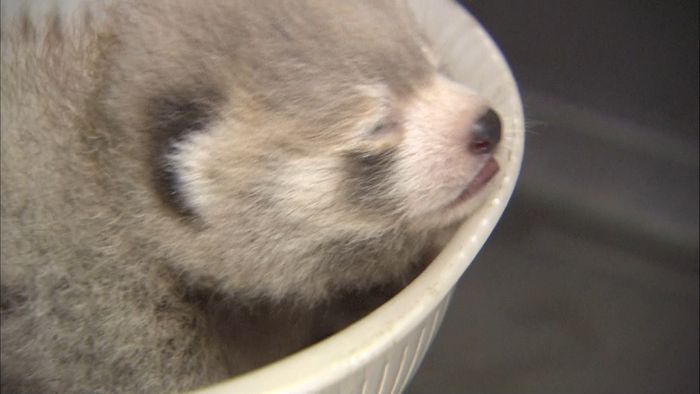 「キュイー」少し泣き虫なレッサーパンダ