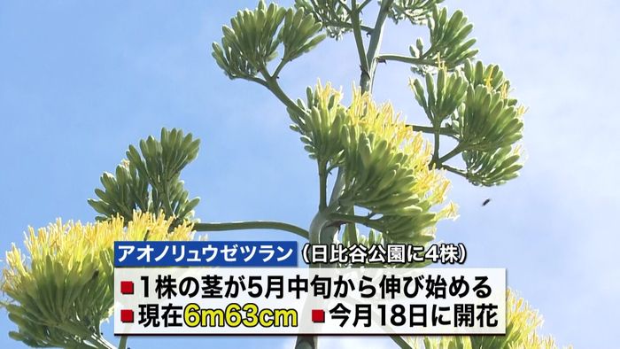 開花まで数十年も 「アオノリュウゼツラン」