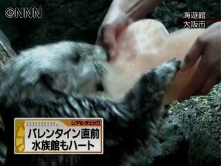 もうすぐバレンタイン…ラッコに“愛”を