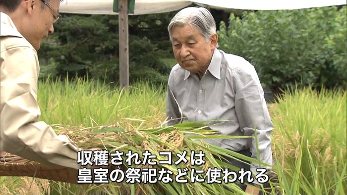 天皇陛下 皇居内の水田で稲刈り