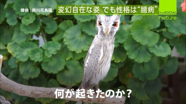 その体 変幻自在 アフリカオオコノハズク