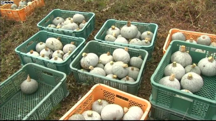 飯舘村の特産カボチャ 避難先で収穫感謝祭