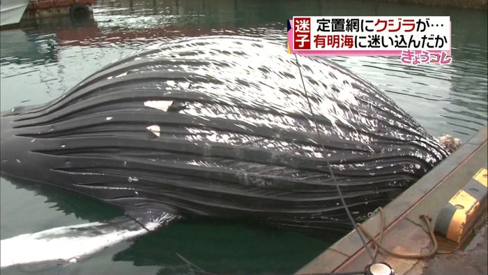 有明海に迷い込んだ?定置網にクジラの死骸
