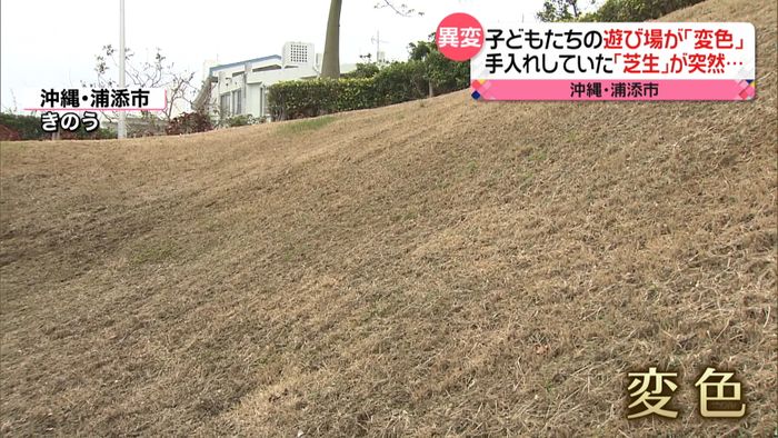 公園の芝生が突然“変色”その理由は…