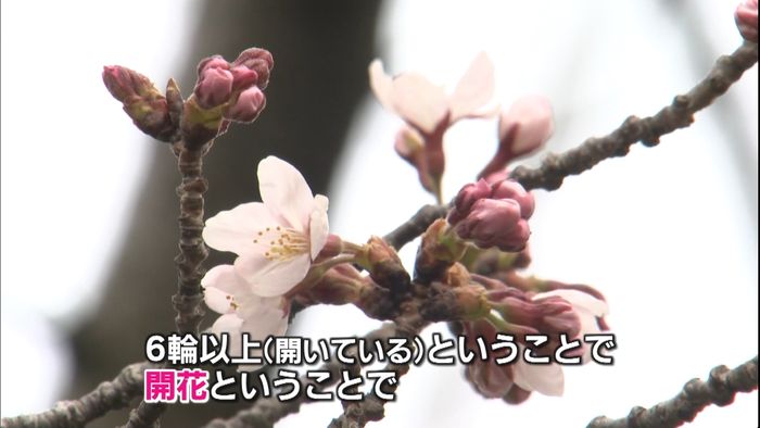 金沢で桜「開花」　兼六園は来週にも満開へ