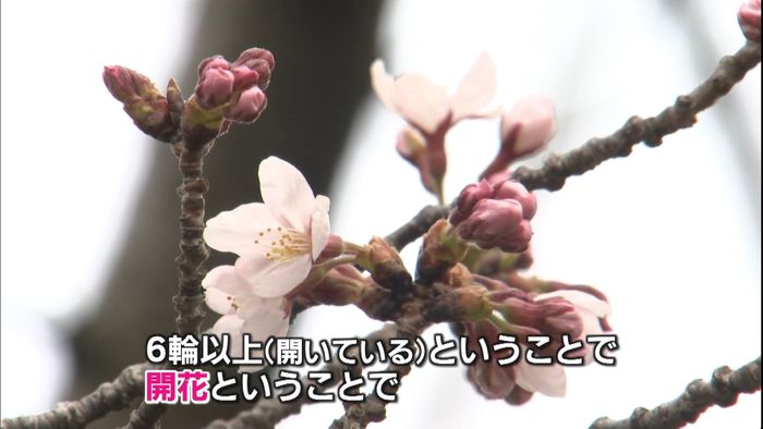 金沢で桜「開花」 兼六園は来週にも満開へ
