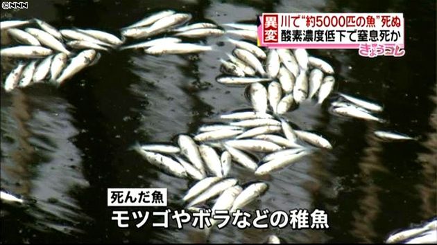 川で約５千匹の魚が大量死 東京 大田区