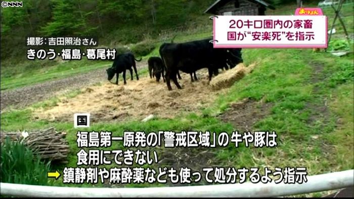 福島県、農家同意の上で家畜を安楽死処分へ
