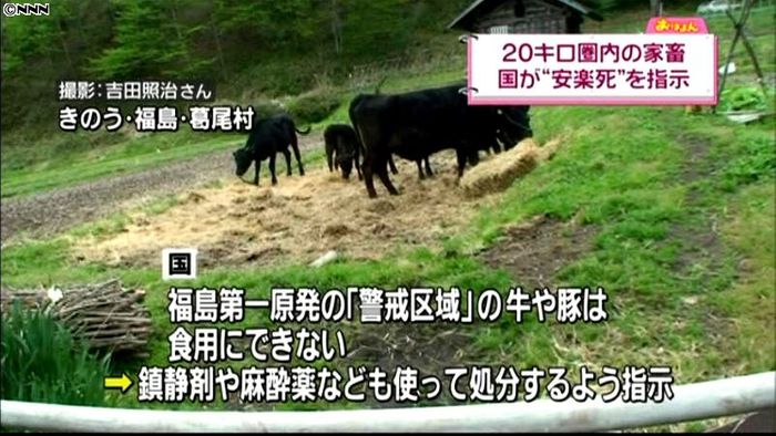福島県、農家同意の上で家畜を安楽死処分へ
