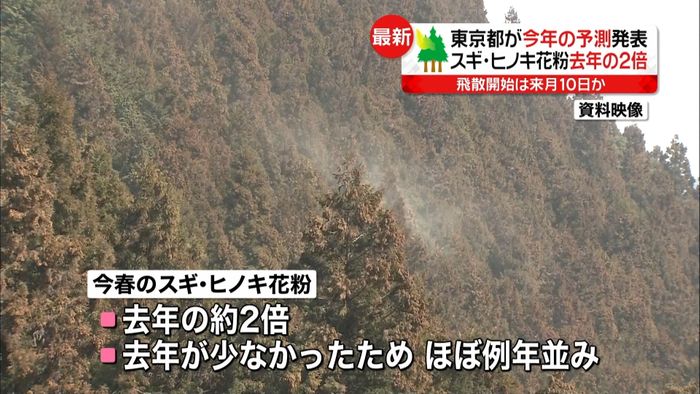 スギ・ヒノキ花粉、去年の“2倍”予測発表