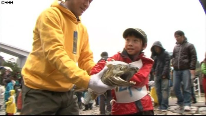 暴れるけど…サケのつかみ捕りに歓声 新潟