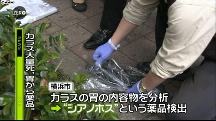 横浜カラス大量死 胃から薬品検出