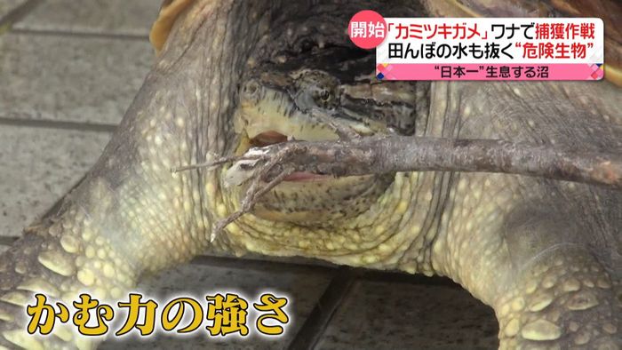 危険！　外来生物「カミツキガメ」“日本一”生息する沼で捕獲作戦を開始