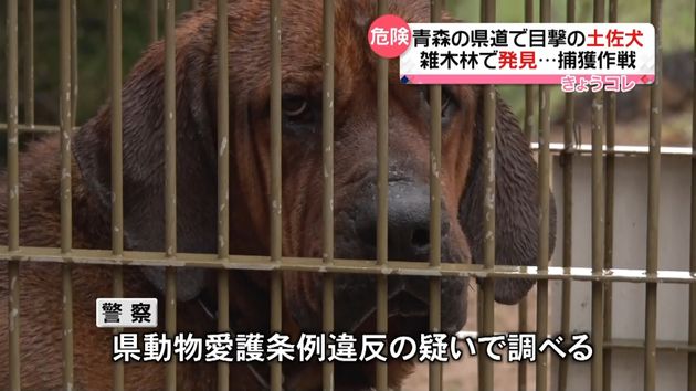 県道で目撃の土佐犬 ２キロ離れた林で捕獲