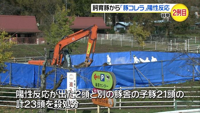 飼育豚から「豚コレラ」陽性反応 2例目