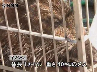 町で暴れたイノシシ、海で捕獲される 愛媛