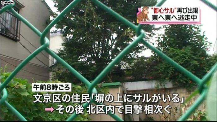 再び? 東京・文京区や北区にサル出現