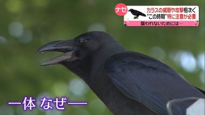 カラスが人間を攻撃 身を守るためには