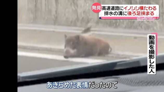 高速道路にイノシシ 排水溝に足挟まり