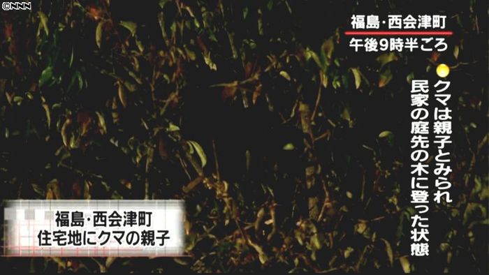クマが民家の木に登ったままの状態に 福島