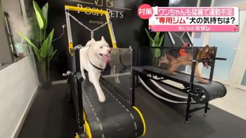 散歩は暑いワン 犬が 専用のジム で運動 ランニングマシンの料金は アラブ首長国連邦 散歩は暑いワン 犬が 専用のジム で運動 ランニングマシンの料金は アラブ首長国連邦