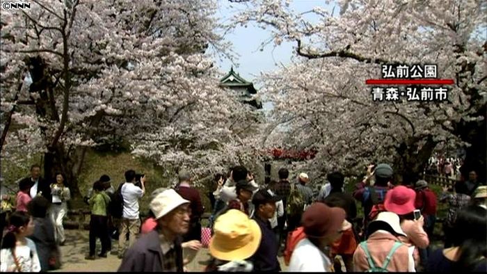 桜がモコモコ…「弘前さくらまつり」満開に