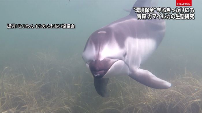環境保全学ぶきっかけに…カマイルカの研究